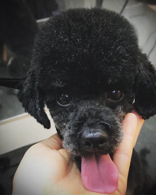 Black poodle with a freshly shaped coat after grooming