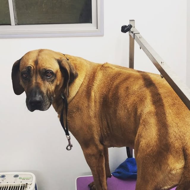 Large brown dog standing calmly on the Dog Pod grooming table