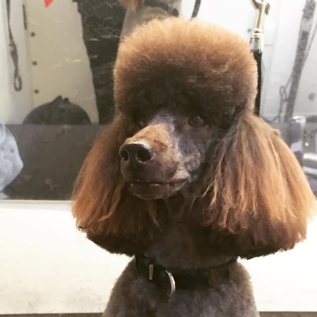 Brown poodle with a carefully styled groom