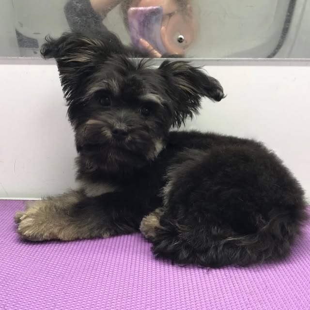 Small black and tan puppy after grooming on the purple Dog Pod table