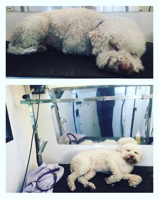 Dog Pod's genuine two-photo before and after grooming comparison