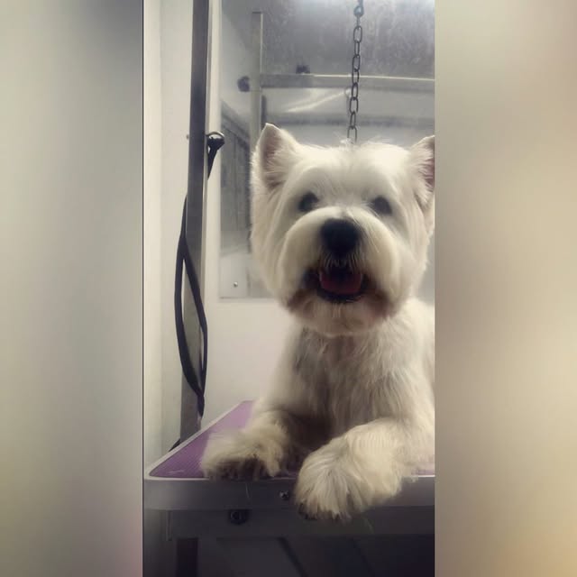 Freshly groomed West Highland terrier photographed by Dog Pod Grooming